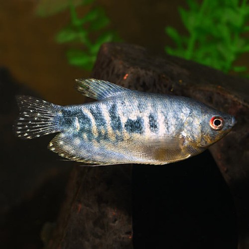 Pack opaline gourami - 4-pack, live