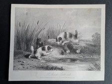 Antique 1856 print - Dogs -