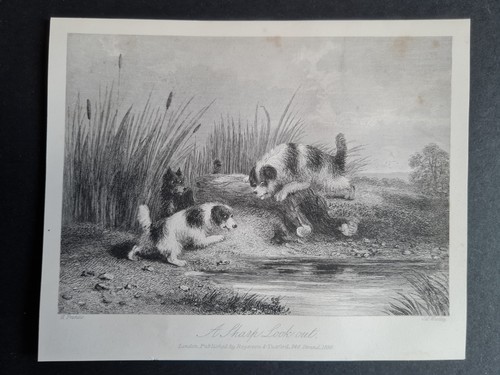 Antique 1856 print dogs - print,