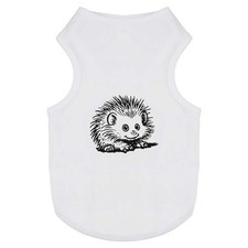 'African Pygmy Hedgehog' Pet