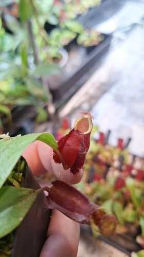 Nepenthes x - nepenthes,