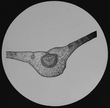 LEAF OF RHODODENDRON 1894 OLD