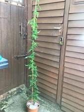 Jasmine Plant/ 2 Metres Tall