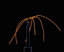 3 x Ginger Apps Bloodworm