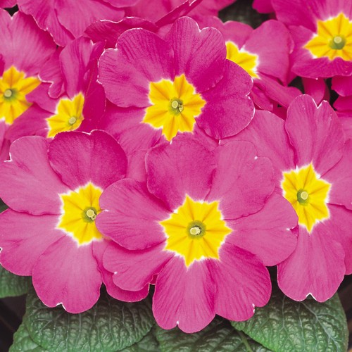 Polyanthus rose colourful - polyanthus, |