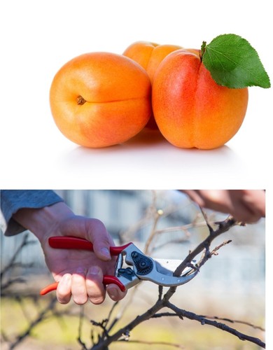 Pcs cuttings apricot tree - apricot,