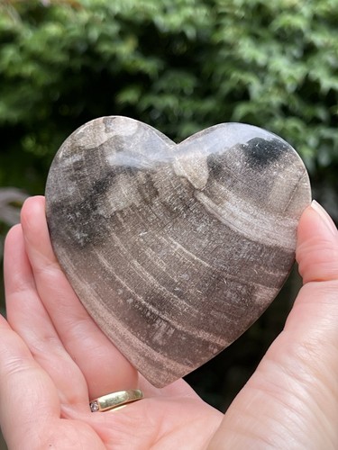 Petrified fossilised wood - petrified,
