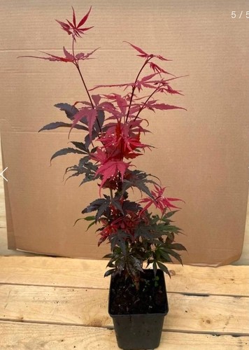 Acer palmatum skeeters - palmatum, broom