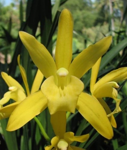 Cymbidium golden elf - cymbidium,
