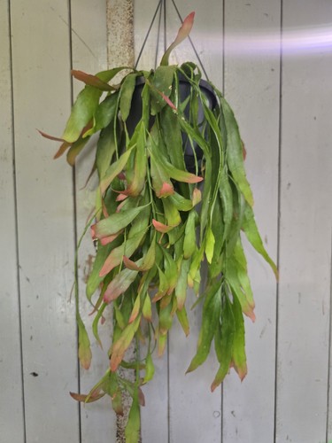 Pseudorhipsalis ramulosa red - pseudorhipsalis,