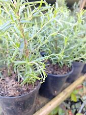 Rosemary Herb Evergreen Plant supplied in a 13cm Pot, Upright "Miss Jessops"