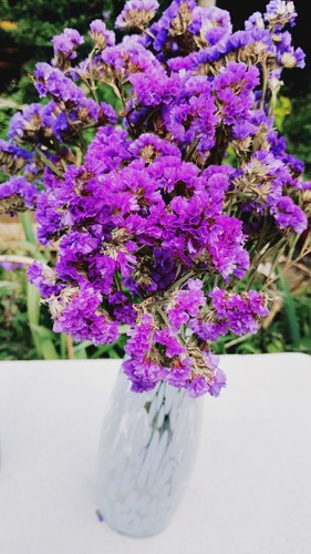 Dried purple statice - dried,