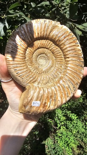 Large natural fossil ammonite - large,