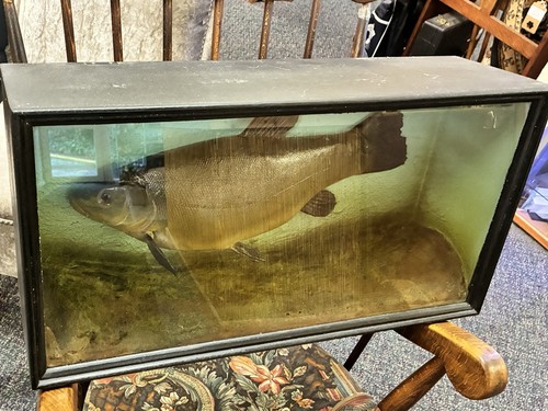 Vintage taxidermy tench - tench, in