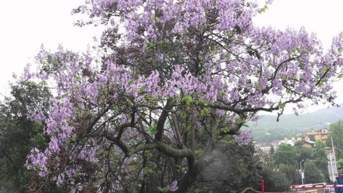 Empress tree paulownia - empress,