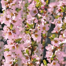 Prunus 'Okame' 9cm Plant x2 -