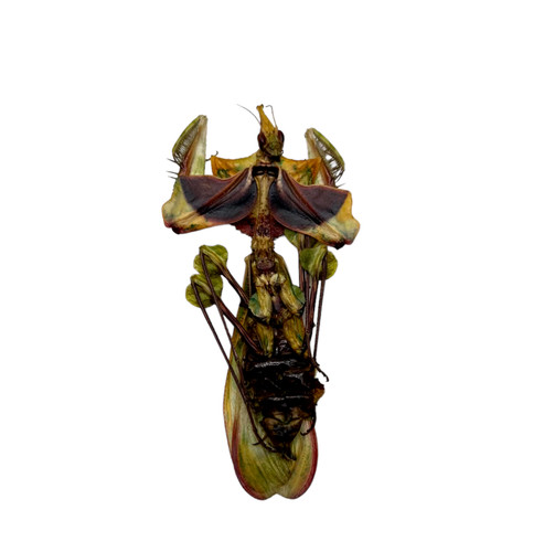 Devil flower mantis - devil's,