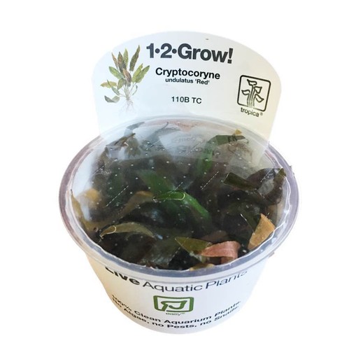 Cryptocoryne undulatus red - cryptocoryne,