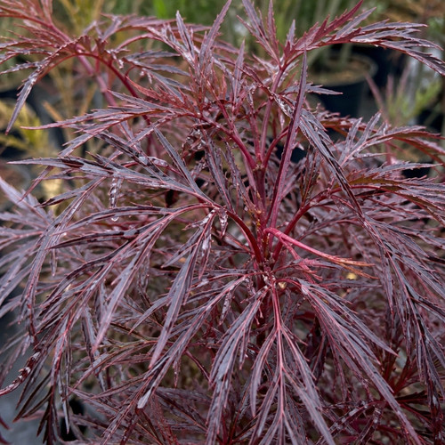 Sambucus nigra laced hardy - sambucus, up