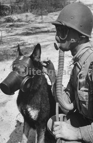 Ww2 photo picture - photo, war
