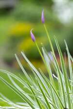 Tulbaghia violacea variegated