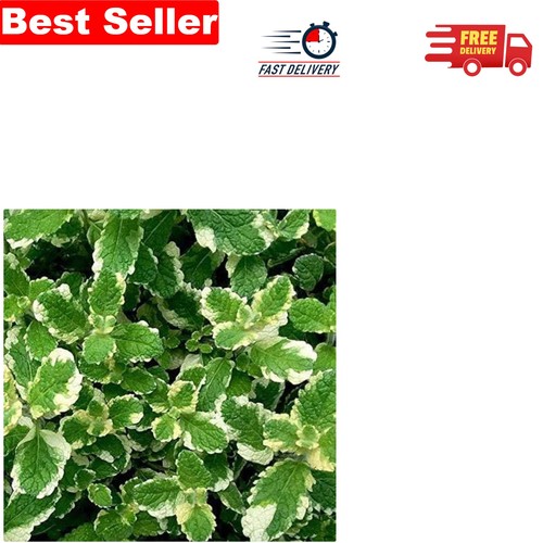 9cm pineapple mint plant - pineapple,