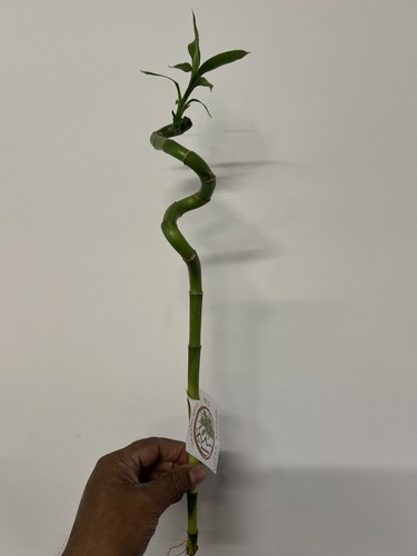 Spiral lucky bamboo - spiral,