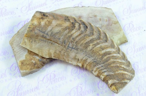 New pair rams - rams, horn