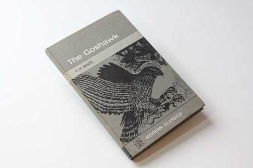 The goshawk white - the,