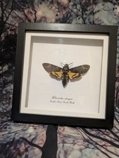 Deaths-head Hawkmoth (Acherontia atropos) Entomology shadow box frame 18cm