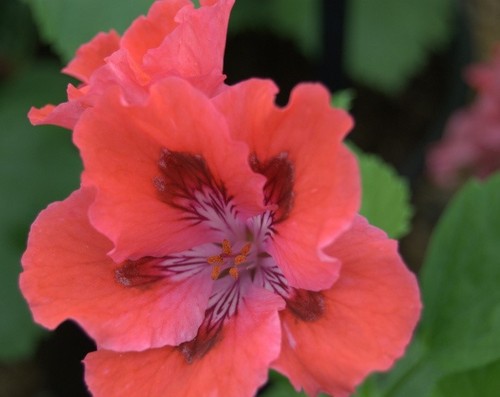 Regal pelargoniums - 3, x