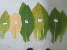 TOBACCO  AMBER LEAF  25O SEEDS - BUY ONE GET ONE FREE