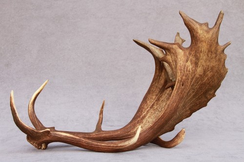 Naturally shed set - of, fallow
