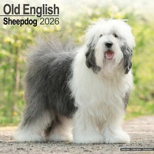 Old English Sheepdog 2026 Calendar | Dog Breed Gift Wall 15% OFF MULTI ORDERS