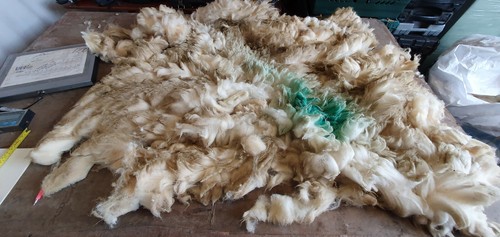Raw sheep fleece - raw,