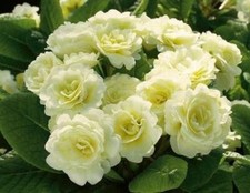 Double Primrose Primula Belarina® Cream Perennial Plug Plants Pack x6