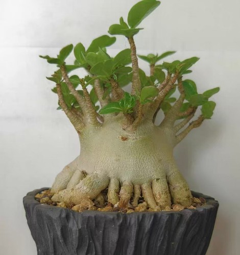 Adenium obesum wysiwyg garden - obesum,