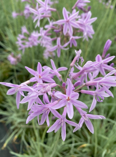 Tulbaghia silver lace 9cm - tulbaghia,