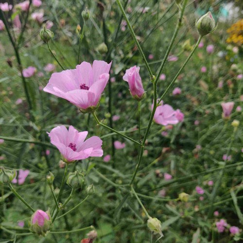 Althaea cannabina hemp leaved - althaea, hemp-leaved