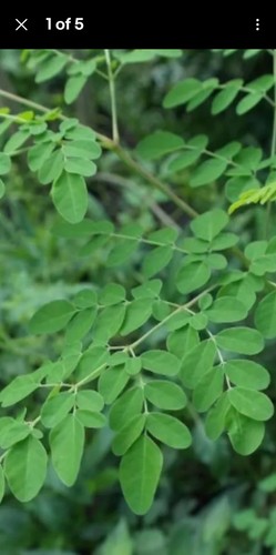 Moringa oliefera large plant - oliefera,