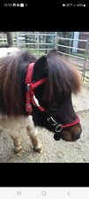 Shetland Size Bitless Bridle