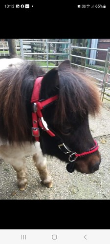 Shetland size bitless bridle - size,