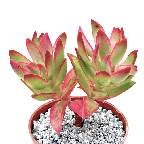 Crassula candy cane - crassula, cane'