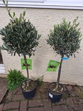 PAIR of 3ft-ish Standard Pom