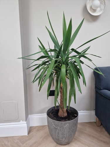 Large yucca maya tree - maya,