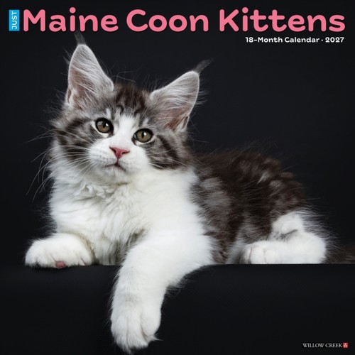 Maine coon kittens - maine,