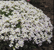 White Aubrieta purity