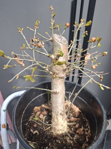 Extra large oak bonsai tree - large,