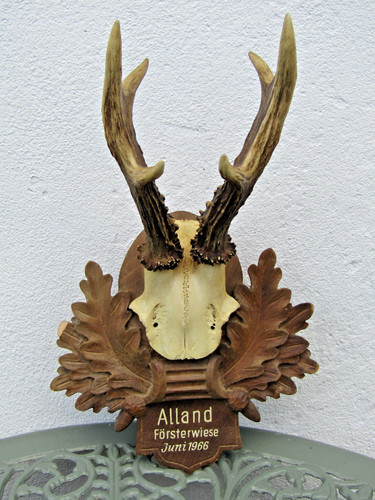 Roe deer antlers - antlers, on