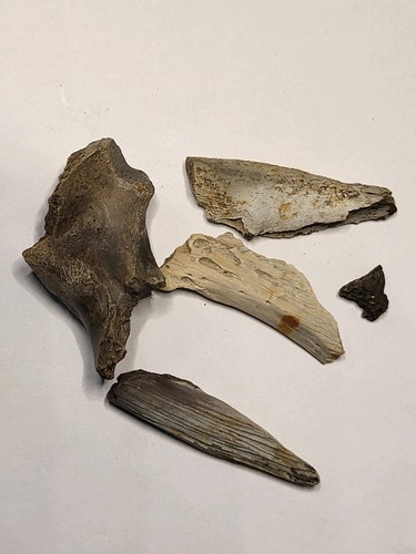 Dinosaur reptile - /,